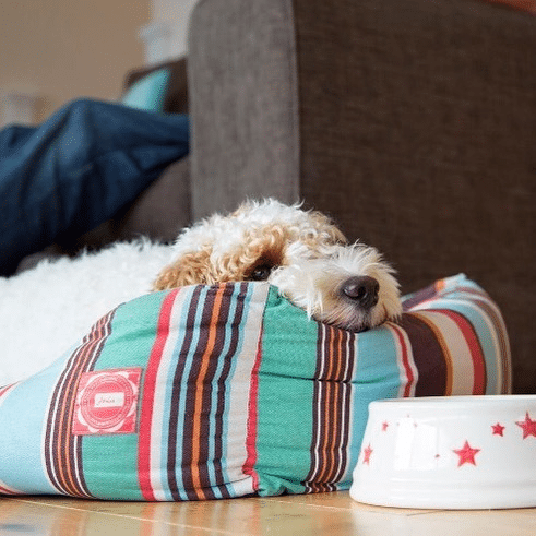 Family dog sleeping in stripey dogs bed on holiday in Cornwall