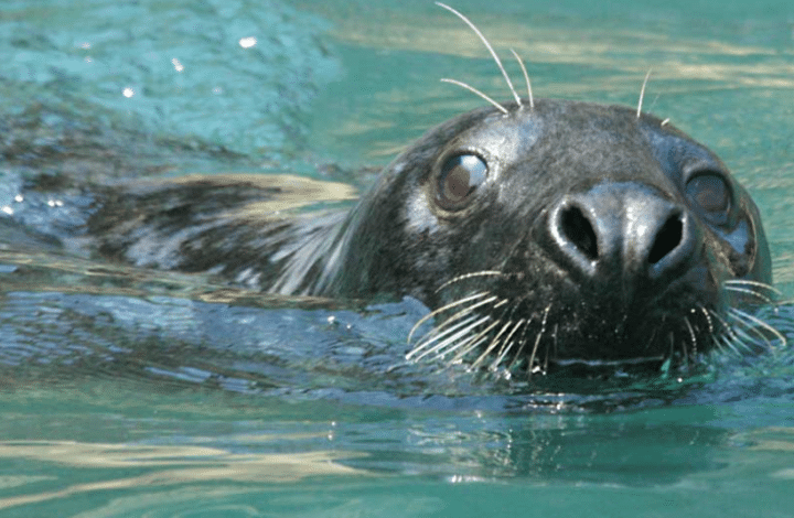 padstow sea safaris cornwall