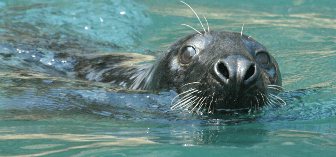 padstow sea safaris cornwall